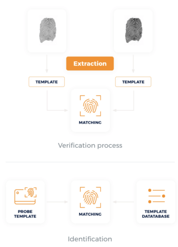 Proceso de verificación e identificación de huellas dactilares Proceso de verificación e identificación de huellas dactilares